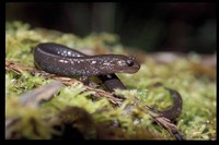 : Plethodon elongatus; Del Norte Salamander