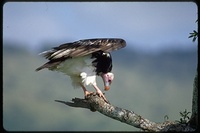 : Trigonoceps occipitalis; White Headed Vulture