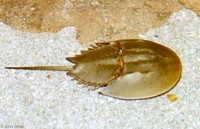: Limulus polyphemus; Horseshoe Crab