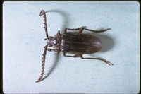 : Prionus sp.; Long-horned Beetle