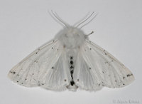 : Spilosoma vestalis; Vestal Tiger Moth