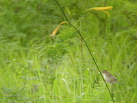 개개비사촌 [fan-tailed warbler]