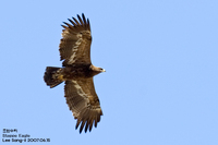 초원수리 Steppe Eagle