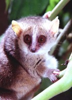 photograph of Pygmy mouse lemur ( Microcebus myoxinus )