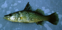 Lates angustifrons, Tanganyika lates: fisheries, gamefish