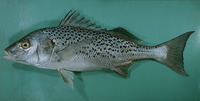 Pomadasys commersonnii, Smallspotted grunter: fisheries, gamefish