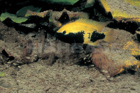 Herichthys labridens, Curve-bar cichlid: aquarium