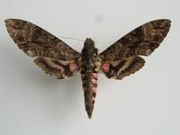 Agrius cingulatus - Pink-spotted Hawk-moth