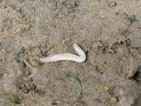 Boettgerilla pallens - Wormslug