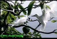 White Tern - Gygis alba