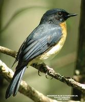 Mangrove Blue Flycatcher - Cyornis rufigastra