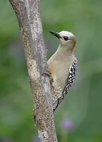 Red-crowned Woodpecker (Melanerpes rubricapillus) photo