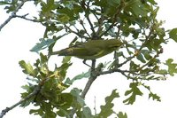Wood Warbler - Phylloscopus sibilatrix