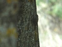 Eurasian Treecreeper - Certhia familiaris