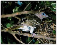 Green Figbird - Sphecotheres viridis