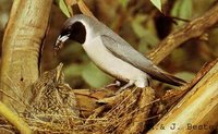 Masked Woodswallow - Artamus personatus