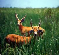 Ciervo de los pantanos o guazuncho (Blastocerus dichotomus), Marsh Deer