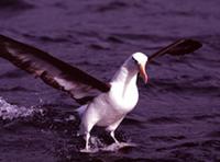 Campbell Albatross (Thalassarche impavida)
