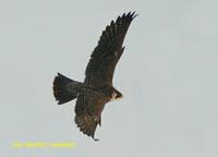 Sokol stehovavy (Falco peregrinus)