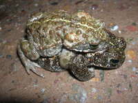 : Bufo calamita; Natterjack Toad
