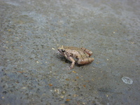 : Microhyla butleri; Tubercled Pygmy Frog