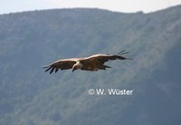 : Gyps fulvus; Griffon Vulture