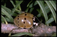 : Anatis rathvoni; Ladybird Beetle, Lady Bug