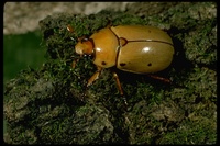 : Pelidnota punctata; Grape Pelidnota Beetle