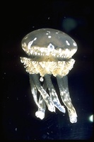 : Mastigias papua; Spotted Jellyfish