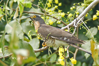 Cuculus sparverioides - Large Hawk Cuckoo