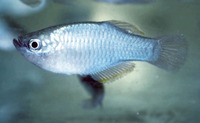 Procatopus nimbaensis, Mt. Nimba lampeye: aquarium