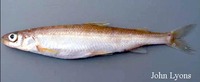 Prosopium coulterii, Pygmy whitefish: gamefish