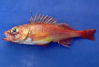 Sebastes wilsoni, Pygmy rockfish: