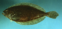 Hippoglossina oblonga, American fourspot flounder: