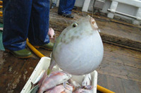 Sphoeroides pachygaster, Blunthead puffer: fisheries