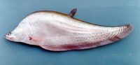 Chitala blanci, Indochina featherback: fisheries, aquaculture, aquarium