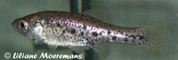 Chapalichthys pardalis, Polka-dot splitfin: aquarium