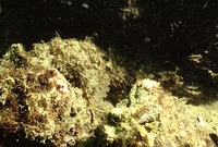 Scorpaenopsis cirrosa, Weedy stingfish: fisheries