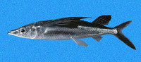 Fodiator rostratus, : fisheries