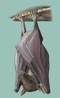 Image of: Eonycteris spelaea (lesser dawn bat)