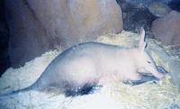 Image of: Orycteropus afer (aardvark)