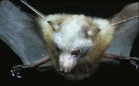 Image of: Pteropus pumilus (little golden-mantled flying fox)