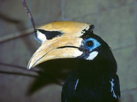 Anthracoceros albirostris - Oriental Pied-Hornbill