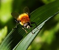 Image of: Merodon equestris (narcissus bulb fly)