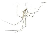 Image of: Pholcus phalangioides
