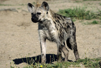 Crocuta crocuta - Spotted Hyena