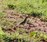 Image of: Plocepasser superciliosus (chestnut-crowned sparrow-weaver)