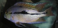 Hypsophrys nicaraguensis - Butterfly Cichlid