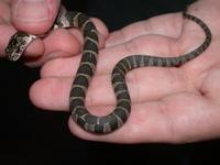 Image of: Nerodia sipedon (northern water snake)