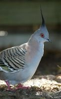 Crested Pigeon